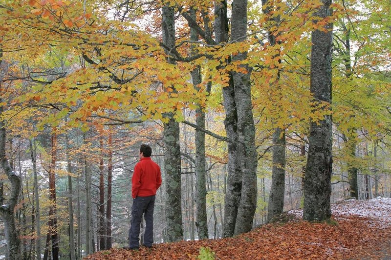 Za zdrave in odporne gozdove je pomembno, da so genetsko pestri in sestavljeni iz avtohtonih in rastiščem prilagojenih drevesnih vrst.