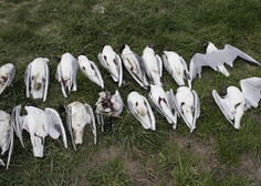 Previdno! Zaradi ptičje gripe na slovenskem jezeru poginilo več sto ptic