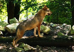 Letos več napadov volkov na pašne živali kot lani