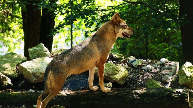 Letos več napadov volkov na pašne živali kot lani (foto: Profimedia)