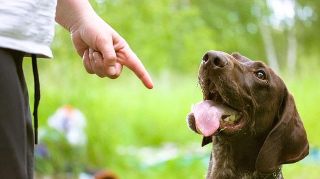 To so najbolj neposlušne pasme psov (foto: Profimedia)