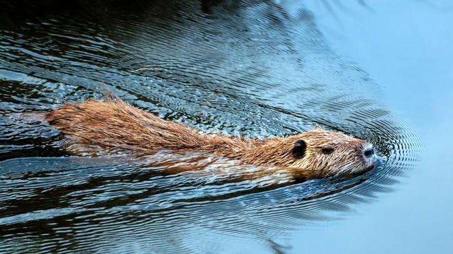 Bo nutrije na Ljubljanskem barju pred izrebitvijo rešila peticija? (foto: Profimedia)