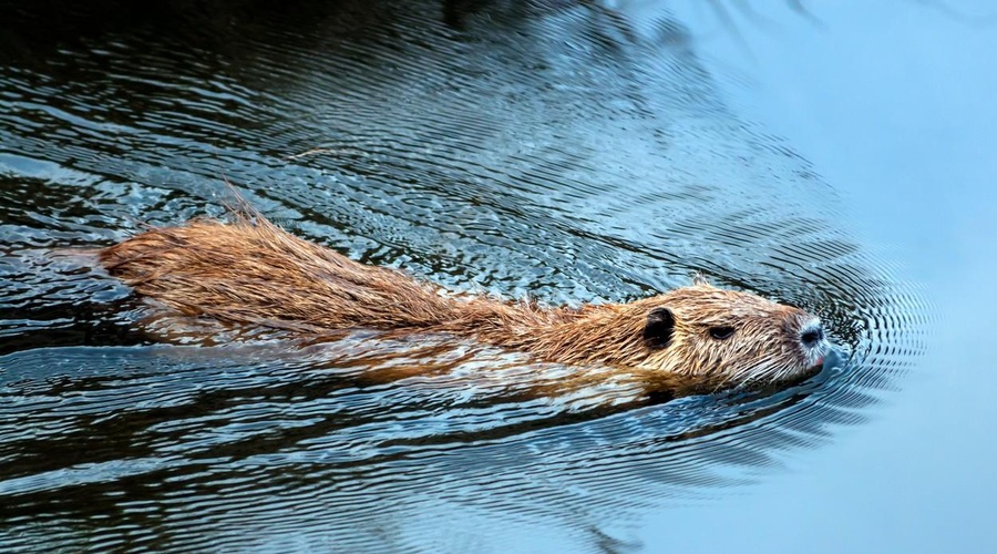 Bo nutrije na Ljubljanskem barju pred izrebitvijo rešila peticija? (foto: Profimedia)