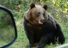 Na Gorenjskem voznik trčil v medveda: žival je zaradi posledic poginila