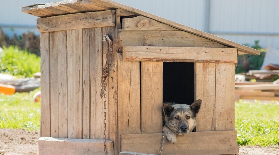 Poslanci so izglasovali: kakšna je prihodnost zakona o zaščiti živali? (foto: Profimedia)