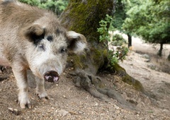 Kamera ujela divjo svinjo: ''Srbi, srbi, kako srbi''