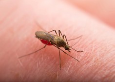 Zakaj komarji nekatere ljudi bolj napadajo kot druge? (lahko se zaščitite tudi, če ste med tistimi, ki jih imajo radi)