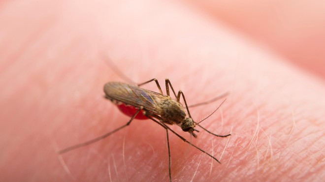 Zakaj komarji nekatere ljudi bolj napadajo kot druge? (lahko se zaščitite tudi, če ste med tistimi, ki jih imajo radi) (foto: Profimedia)