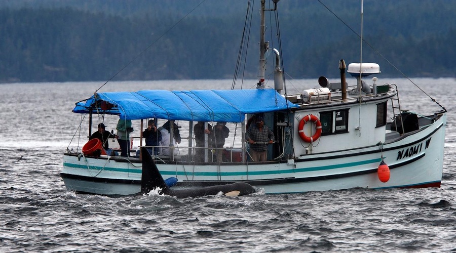Orka Gladis se maščuje prestrašenim morjeplovcem okoli Gibraltarja (VIDEO) (foto: Profimedia)