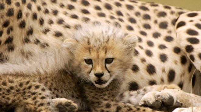 Po valu navdušenja ob 'oživljanju' gepardov v Indiji tragedija za tragedijo (foto: Profimedia)
