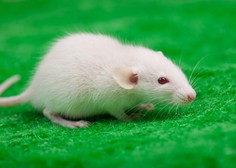 Izjemen dosežek znanstvenikov: spoznajte miš z dvema očetoma