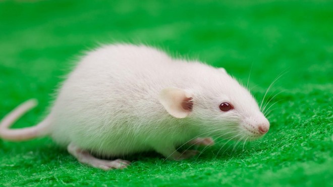 Izjemen dosežek znanstvenikov: spoznajte miš z dvema očetoma (foto: Profimedia)