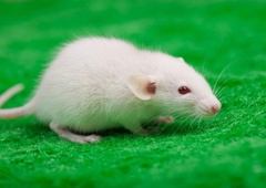 Izjemen dosežek znanstvenikov: spoznajte miš z dvema očetoma