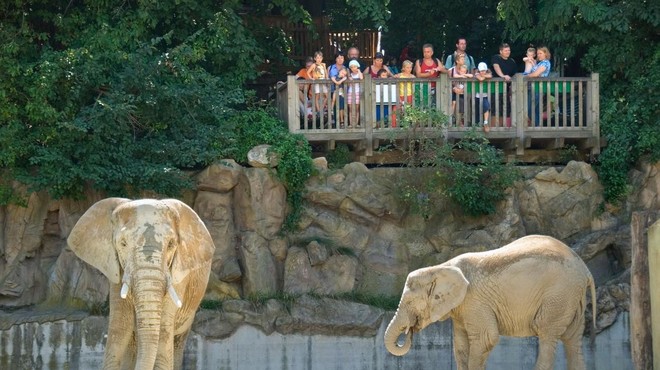 Presenetljivo odkritje o tem, kako obiskovalci v živalskem vrtu vplivajo na počutje živali (foto: Profimedia)