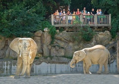 Presenetljivo odkritje o tem, kako obiskovalci v živalskem vrtu vplivajo na počutje živali