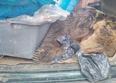 Cariniki v vozilu našli ustreljenega medveda