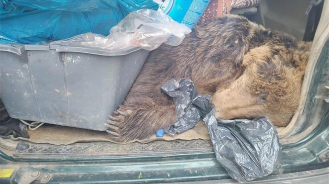 Cariniki v vozilu našli ustreljenega medveda (foto: Carina.gov.hr)