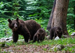 Upravno sodišče odločilo: se odstrel medveda lahko nadaljuje?