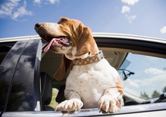 Z ljubljenčkom čez mejo: ste poskrbeli za vse potrebno?