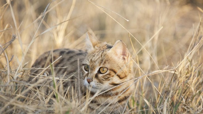 Najmanjša divja mačka v Afriki je v resnici tudi najsmrtonosnejša (VIDEO) (foto: Profimedia)