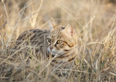 Najmanjša divja mačka v Afriki je v resnici tudi najsmrtonosnejša (VIDEO)