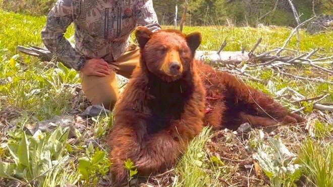 Znani športnik razjezil svoje oboževalce: na lovu ubil medveda in ponosno poziral ob truplu (FOTO) (foto: Instagram/Jay Cutler)