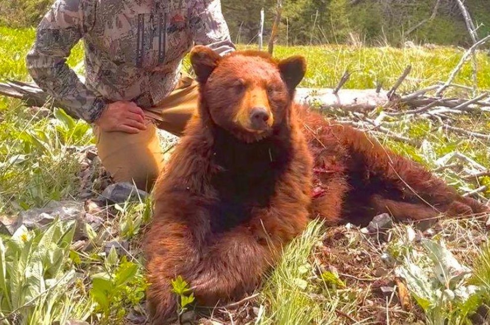 Znani športnik razjezil svoje oboževalce: na lovu ubil medveda in ponosno poziral ob truplu (FOTO) (foto: Instagram/Jay Cutler)