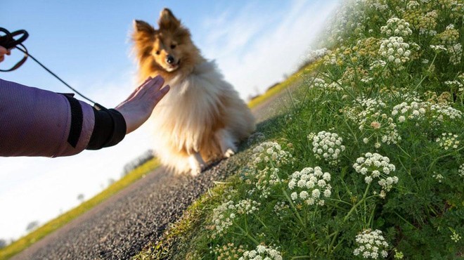 Pozor: za več psov usodna travniška rastlina, ki prav te dni cveti tudi pri nas (foto: Profimedia/fotomontaža)
