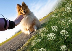 Pozor: za več psov usodna travniška rastlina, ki prav te dni cveti tudi pri nas