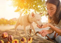 Skrb vsakega pasjega lastnika: kako izbrati pravo sadje za vašega kosmatinca?