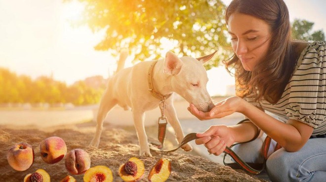 Skrb vsakega pasjega lastnika: kako izbrati pravo sadje za vašega kosmatinca? (foto: Profimedia/fotomontaža)