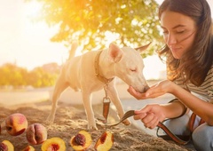 Skrb vsakega pasjega lastnika: kako izbrati pravo sadje za vašega kosmatinca?
