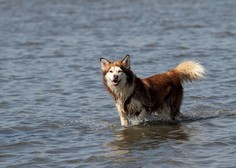 Vodni raj za štirinožne prijatelje: odkrijte psom prijazne plaže