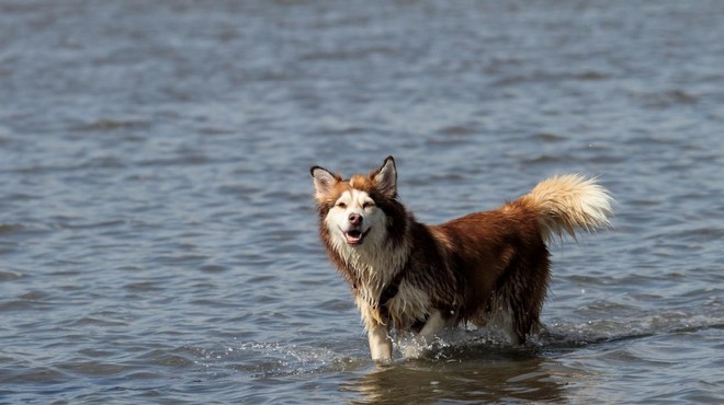Vodni raj za štirinožne prijatelje: odkrijte psom prijazne plaže (foto: Profimedia)