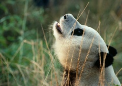 V kitajskih gorah v objektiv ujeli prav posebno pando, ki ji na svetu ni enake (VIDEO)