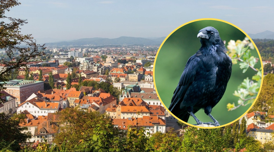 V znani ljubljanski soseski se vrstijo zelo agresivni napadi vran na ljudi: "Očitno se jim meša!" (foto: Profimedia/fotomontaža)