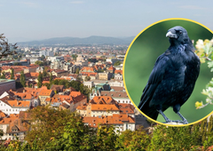 V znani ljubljanski soseski se vrstijo zelo agresivni napadi vran na ljudi: "Očitno se jim meša!"