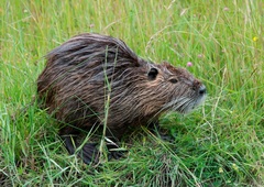Nutrije na obali razjezile tamkajšnje kmete, kako bodo ukrepali?