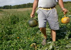 Besneče neurje kmetom zdesetkalo pridelke: je po četrtkovi ujmi na poljih ostalo sploh še kaj buč?
