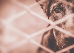 Gremo lahko še globlje? V Domžalah nekdo ponoči psičko privezal in jo zapustil