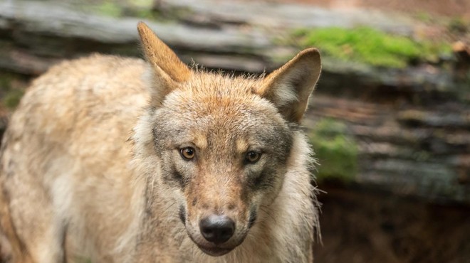 'Nevarni' volkovi so v resnici povsem drugačna bitja, kot jih vidimo ljudje (VIDEO) (foto: Profimedia)