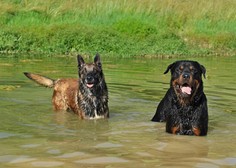 Lastniki psov ogorčeni nad novimi pravili na reki Nadiži