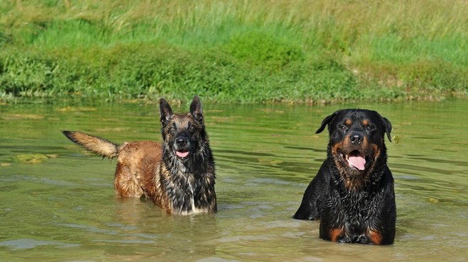 Lastniki psov ogorčeni nad novimi pravili na reki Nadiži (foto: Profimedia)