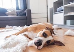 Koliko časa lahko vaš pes preživi sam doma?