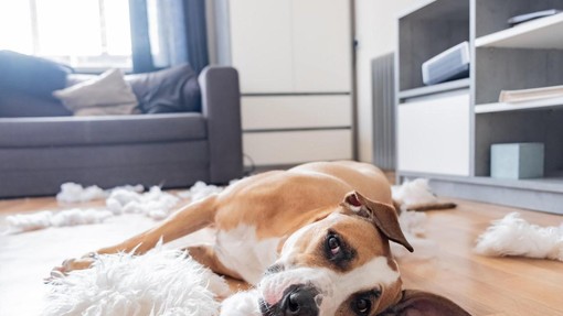 Koliko časa lahko vaš pes preživi sam doma?