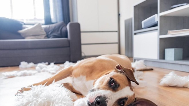 Koliko časa lahko vaš pes preživi sam doma? (foto: Profimedia)