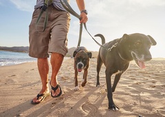 Pes na plaži: varnostna pravila, ki jih morate upoštevati