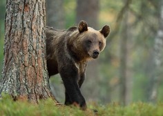 Medved se je posladkal na Celjski koči (in povzročil pravo razdejanje)