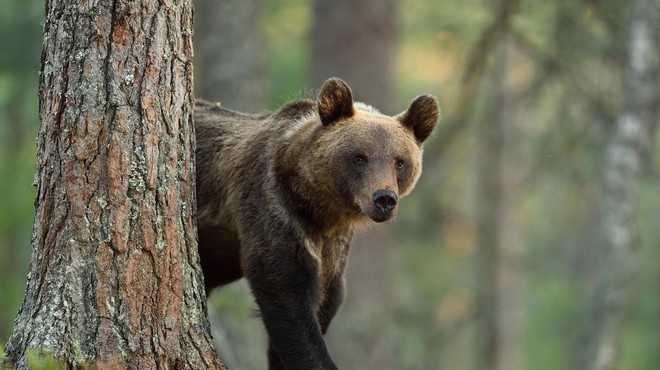 Medved se je posladkal na Celjski koči (in povzročil pravo razdejanje) (foto: Profimedia)