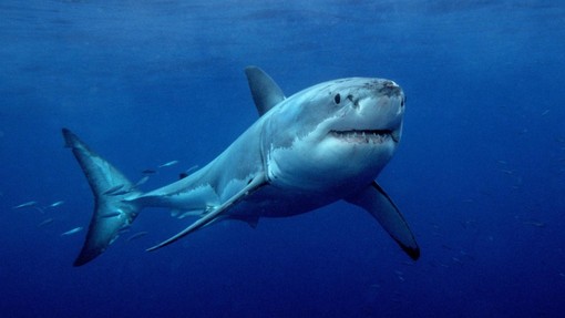 Nove podrobnosti o napadu morskega psa, ki je ubil 23-letnika